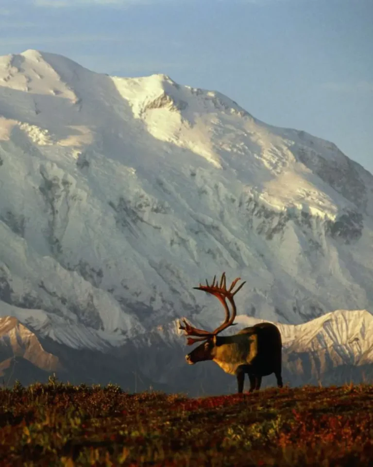 hanh-trinh-mao-hiem-thumportrait (2)